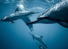 世界杯赛事直播下载-【英超】京多安托雷斯破门 B席中柱 曼城2比0胜纽卡